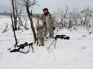 winter coyote